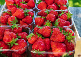 Plastic boxes with ripe red sweet strawberries ready to eat