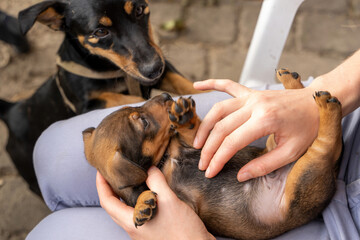 One month old brown brindle Jack Russell puppy lies on a woman's lap. She strokes the dog's soft tummy. Mother dog is watching. Out in the sun for the first time. Animal Themes, Selective Focus, Blur