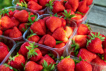 Plastic boxes with ripe red sweet strawberries ready to eat