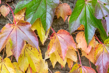 Colorful leaves in autumn and fall shine bright in the backlight and show their leaf veins in the sunlight with orange, red and yellow colors as beautiful side of nature in indian summer season