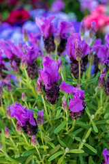 Seasonsl violet blossom of aromatic plant lavender in summer garden