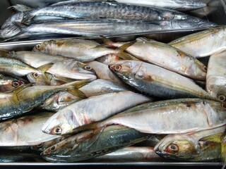 Indian Mackerel / Bangda fish raw in a fish market.