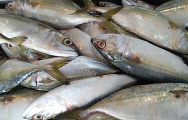 Indian Mackerel / Bangda fish raw in a fish market.