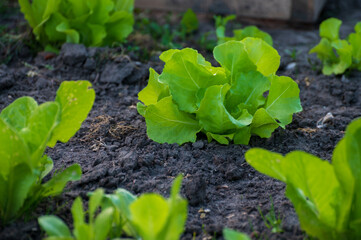 Eco farming in Netherlands, plantations of young green lettuce salade plants, healthy organic food