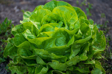 Eco farming in Netherlands, plantations of young green lettuce salade plants, healthy organic food