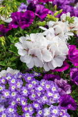 Colorful summer flowers is blossom in garden or outdoor patio