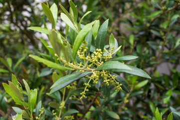 Blossoming of green olive tree in spring