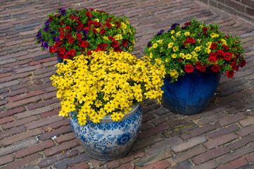 Colorful summer flowers is blossom in garden or outdoor patio