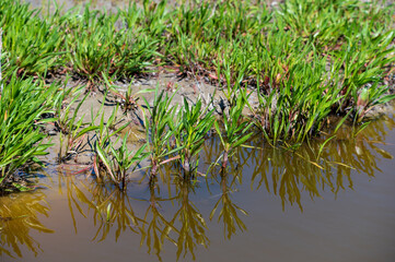 Botanical collection, edible sea aster plant, Tripolium pannonicum, growing on salt marshes
