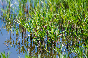 Obraz premium Botanical collection, edible sea aster plant, Tripolium pannonicum, growing on salt marshes