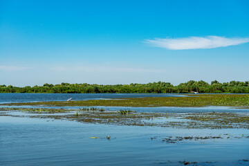Landscape with waterline,  birds,  reeds and vegetation in Danube Delta,  Romania