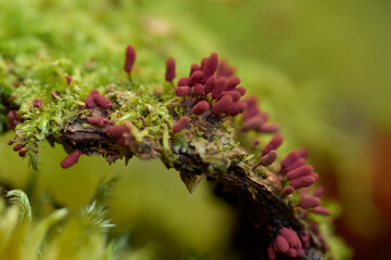 Purple slime mould in UK