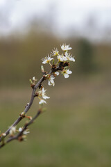 kwitnąca dzika jabłoń