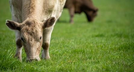 Close up of cows in the field, Angus and Murray Grey beef Cattle eating long pasture in spring and...
