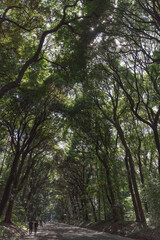 明治神宮の北参道　木々に覆われて昼でも暗い参道　空気が清々しい