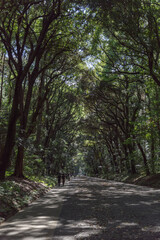 明治神宮の北参道　木々に覆われて昼でも暗い参道　空気が清々しい