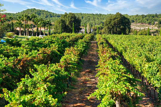 Vineyard in Urla, Izmir, Turkey