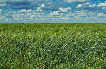Green wheat field spring rye