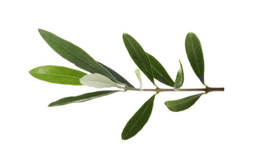 Olive green branch isolated on white background. Ssymbol of peace