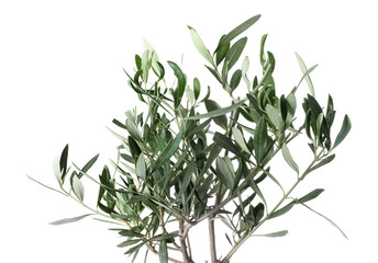 Olive green branches isolated on white background.