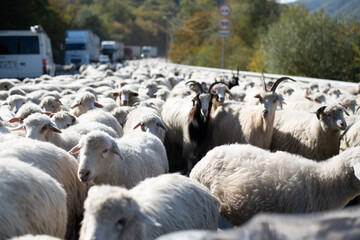  Endless herd sheep moving along highway in mountains. Animals interfere with passage of cars. Cars...