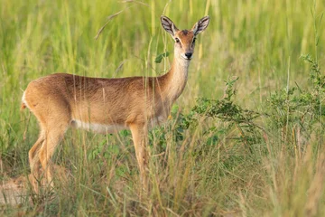 Photo sur Plexiglas Antilope Oribi - Ourebia ourebi, small antelope from African bushes and savannahs, Murchison falls, Uganda.