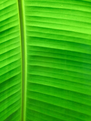 the texture of leaf of banana tree