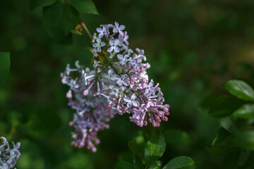 Selective focus, close up of branch with blooming lilac or bird cherry flowers in the sunlight