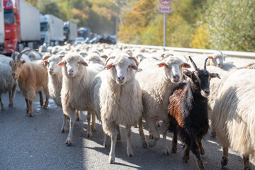 Endless herd of well-fed sheep moving along  highway in mountains. Animals interfere with passage...