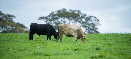 Close up of cows in the field, Angus and Murray Grey beef Cattle eating long pasture in spring and...