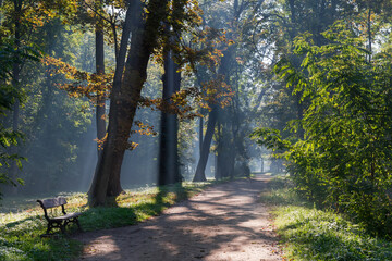 Footpath in old park in autumn foggy morning, backlit