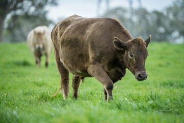 Close up of Stud Beef bulls and cows grazing on grass in a field, in Australia. eating hay and...