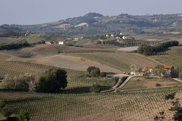 Fototapeta premium Certaldo, Firenze. Paesaggio agricolo con vigneti, bosco e arato a primavera.