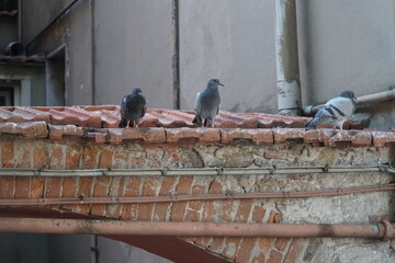 sarzana