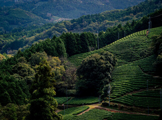 和束町の急斜面に広がる白栖・撰原の茶畑