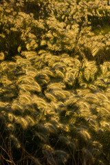 Wild ears of corn illuminated by the yellowish light of dawn on the Mediterranean coast.