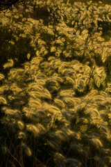 Wild ears of corn illuminated by the yellowish light of dawn on the Mediterranean coast.