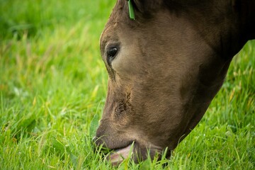 Speckled park, Murray grey, Angus cows and calf grazing on lush pasture. while they enjoy the sun...