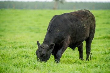 Speckled park, Murray grey, Angus cows and calf grazing on lush pasture. while they enjoy the sun...