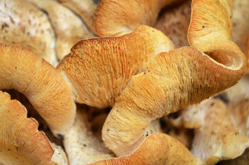 mushrooms in the forest