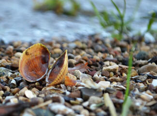 shell on the beach