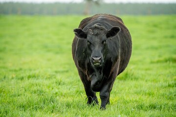 Close up of Stud Beef bulls and cows grazing on grass in a field, in Australia. eating hay and...