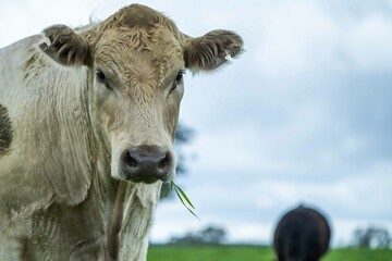 Close up of Stud Beef bulls and cows grazing on grass in a field, in Australia. eating hay and...