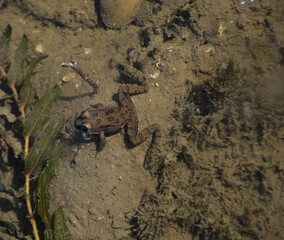 Frog (Pelophylax ridibundus) in the pond