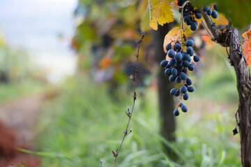 Black ripe bunches of grapes and yellow leafs in rays of sun. Large plantation with grapes. Autumn is harvest time. Vineyard for wine production.