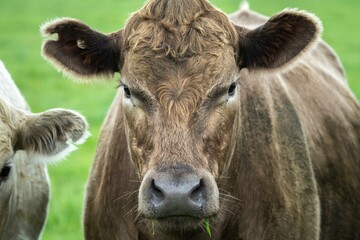 Speckled park, Murray grey, Angus cows and calf grazing on lush pasture. while they enjoy the sun...