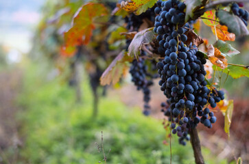 Black ripe bunches of grapes and yellow leafs in rays of sun. Large plantation with grapes. Autumn is harvest time. Vineyard for wine production.