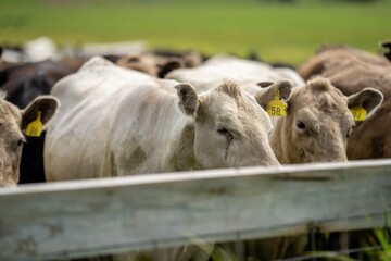 Close up of Stud Beef bulls and cows grazing on grass in a field, in Australia. eating hay and...