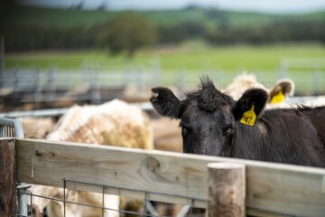 Speckled park, Murray grey, Angus cows and calf grazing on lush pasture. while they enjoy the sun...