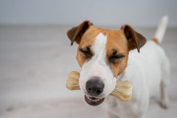 The dog holds a bone in its mouth. Jack russell terrier eating rawhide treat.